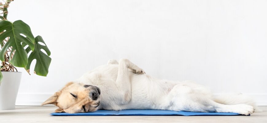 Pet,Care.,Cute,Relaxed,Mixed,Breed,Dog,Lying,On,Cool